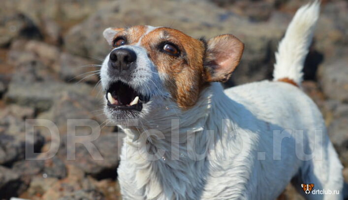 Бесконечный собачий лай