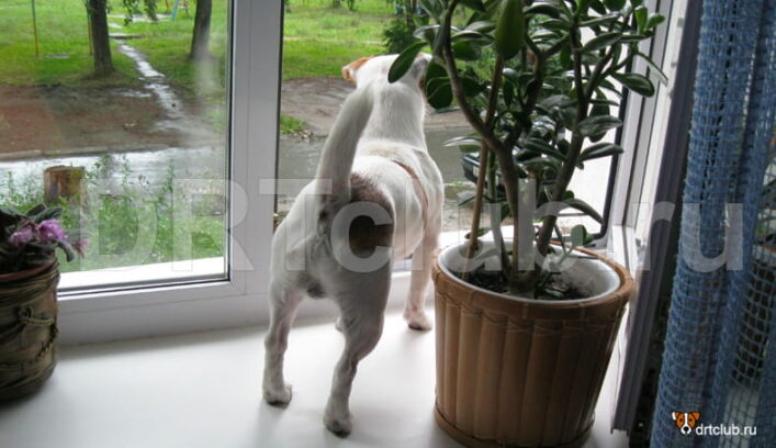 Громкий собачий лай