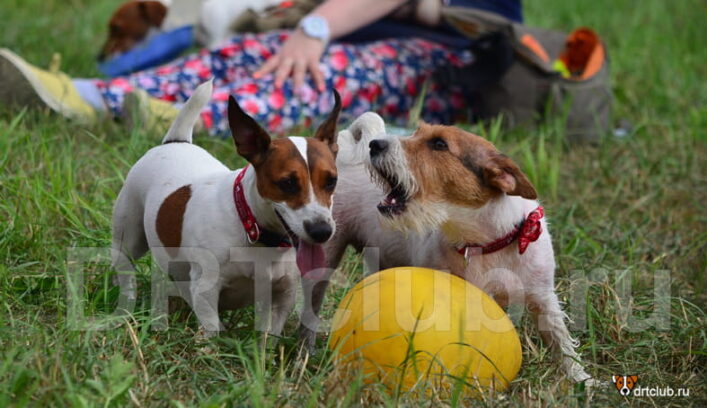 Последствия наказания собаки за лай