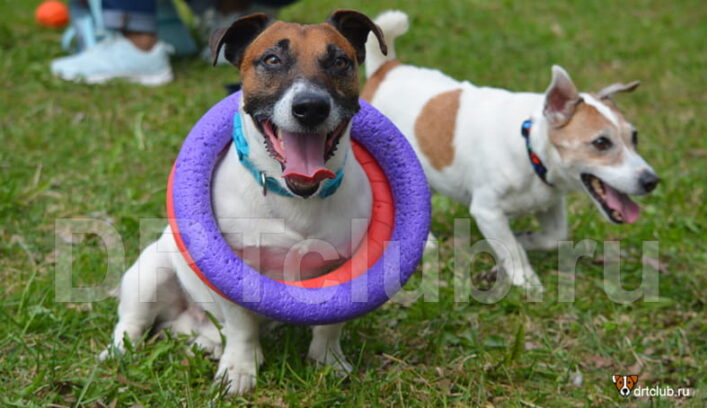 Собака лает