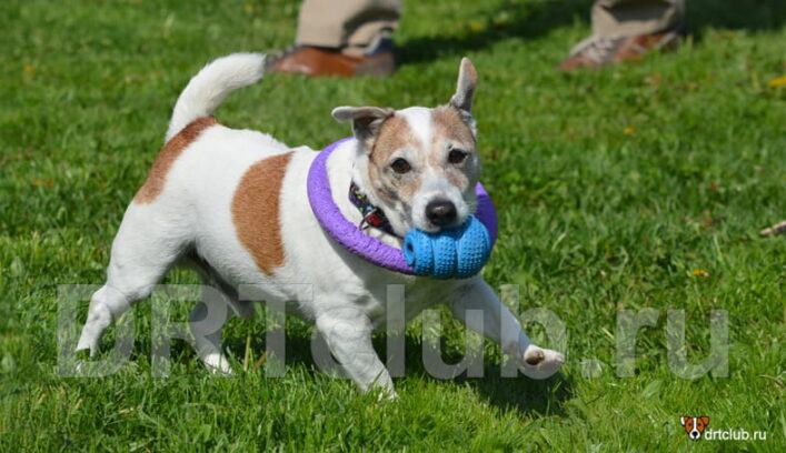 Соседская собака постоянно лает