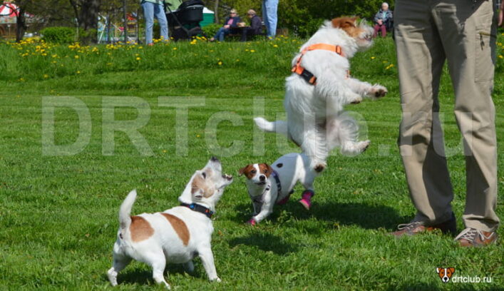 Собака постоянно лает