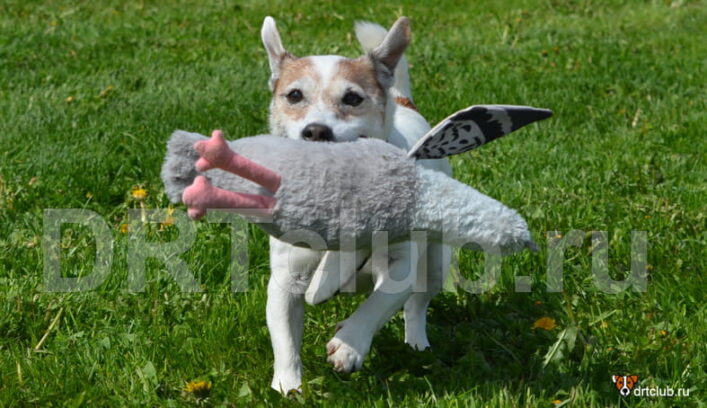 Что собака пытается сказать, когда лает