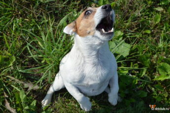 Можно ли наказывать собаку за лай