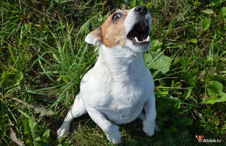 Можно ли наказывать собаку за лай