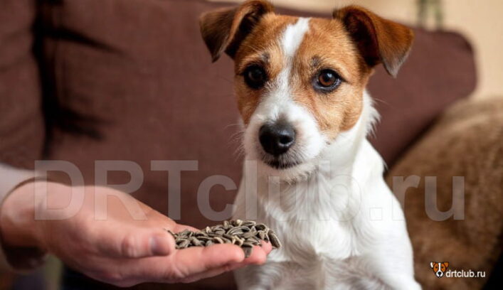 Какие семена и семечки можно давать собаке