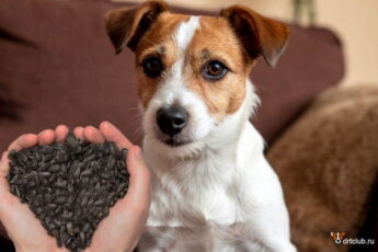 Можно ли собакам давать семечки