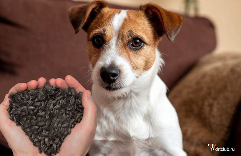 Можно ли собакам давать семечки